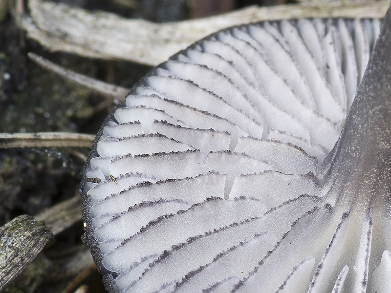 Entoloma serrulatum